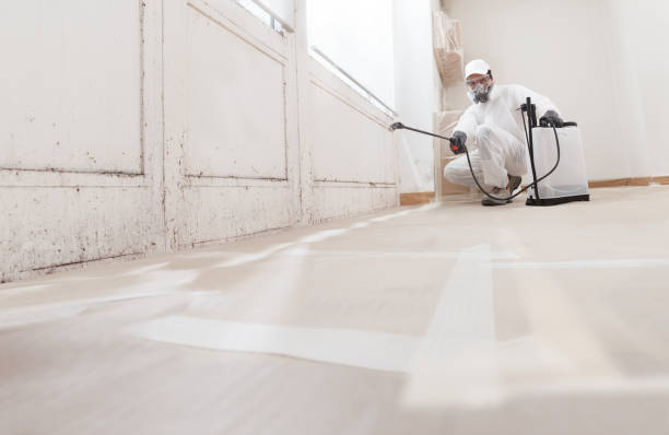 24/7 Emergency Mold Remediation experts in Brighton, IL