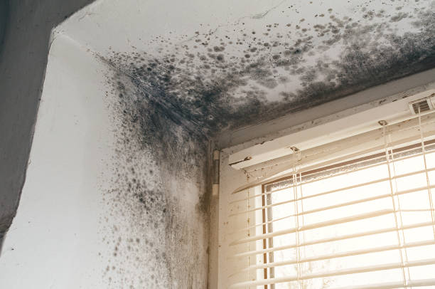 Affordable Mold Remediation solutions in Brighton, IL